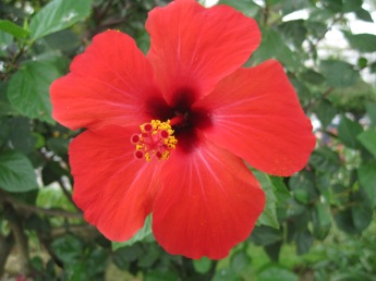 The hottest of red hibiscus!