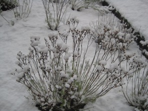 A delicate snow bush