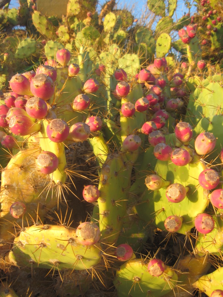 I've never seen these fruit on a cactus, either 