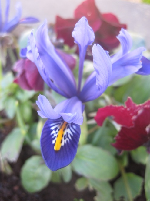 The prettiest iris