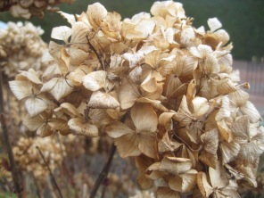 The hydrangea head- a vestige of Winter