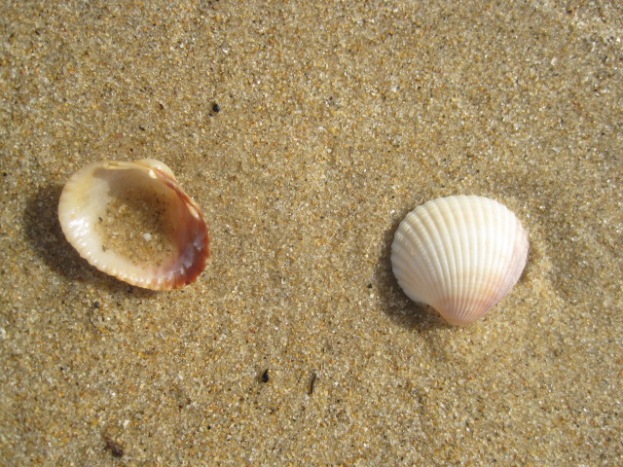 And the shells I found everywhere