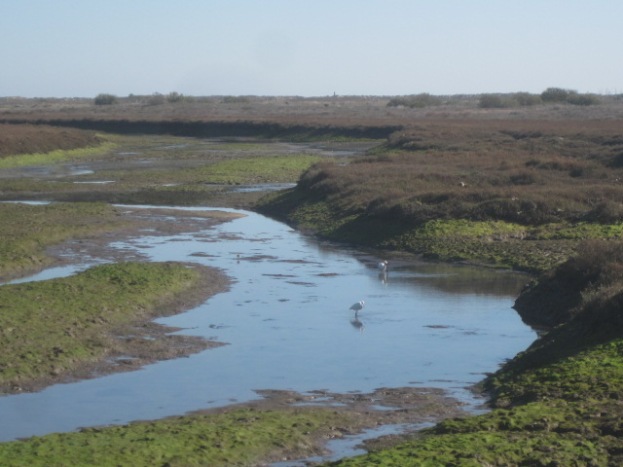 The salt marshes at Barril