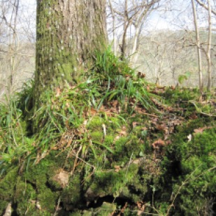 The trees still wear their winter moss blankets