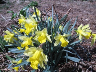 But the daffodils are the stars of the show