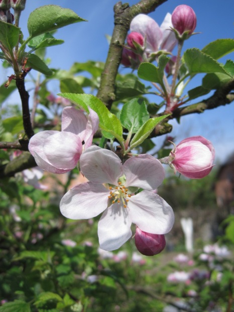 Apple blossom (Migdalowa)