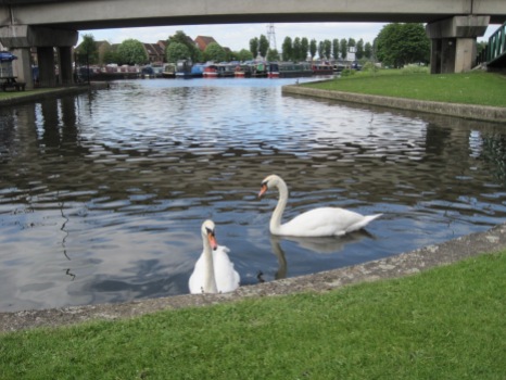 Friendly swans. Sorry guys- no toast!