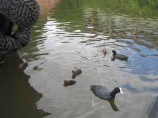 Coot babies are quite spiky!