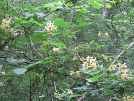 Although the honeysuckle is more of a creamy colour