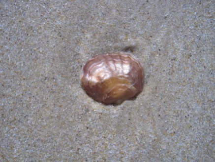 Along with a shell or two