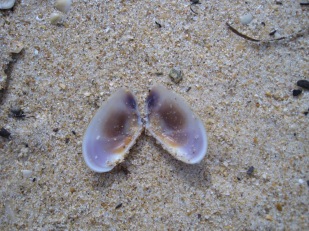 Pearlescent shells