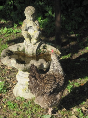 A hen stops to drink at the fountain