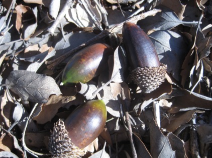 Acorns from the Holm Oaks were our chief companions
