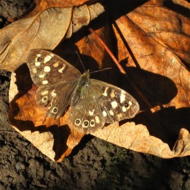 A moth alights on curling brown