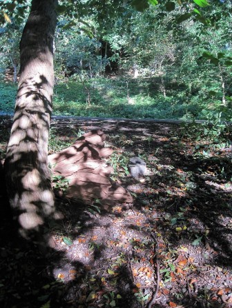 Leaf shadows gently caressing a tree