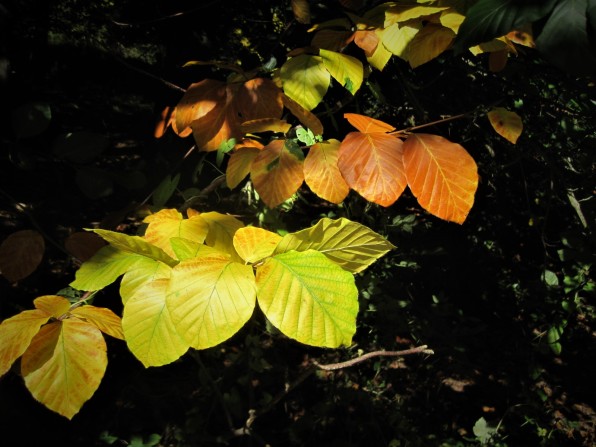 Autumn leaves, brilliant in the shade