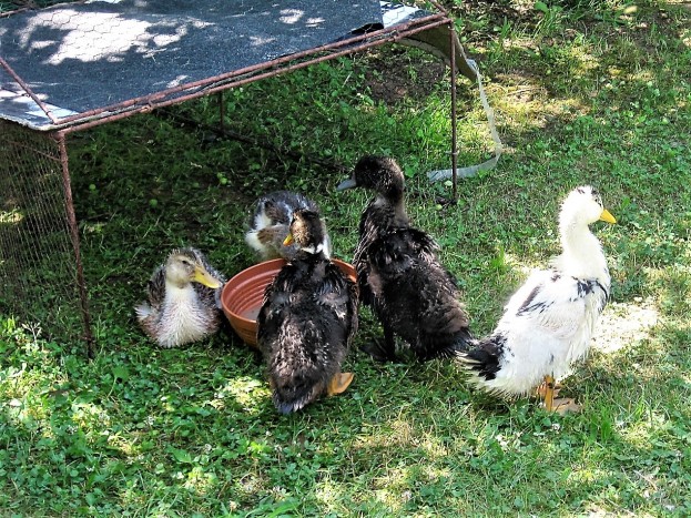 At home with the ducklings