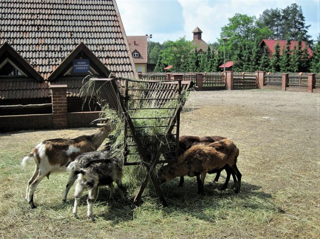 The animal pens at the nearby park